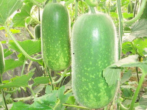 吃瓜10.0,揭秘娱乐圈最新热点，带你畅游八卦海洋