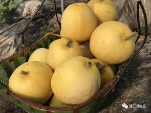 瓜快熟怎么吃,瓜类美食攻略