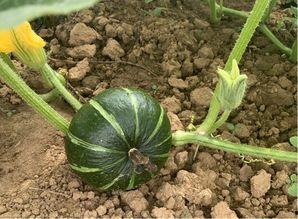 碧桂园学校吃瓜,吃瓜群众眼中的校园生活